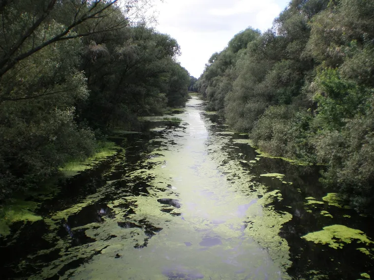 A Szigetköz vizes élőhelye